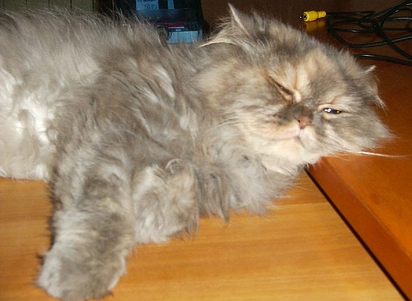 LUNA A.jpg